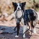 thumbnail image 2 of Correa De Paseo Resistente Para Perros Outdoor Petlounge negro, 2 of 5