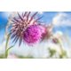 thumbnail image 3 of Tea Cederberg Milk Thistle Organic 30 bolsas 60 g, 3 of 7