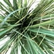 thumbnail image 2 of Planta Decorativa Pasto Con Caida Verde 45Cm, 2 of 3