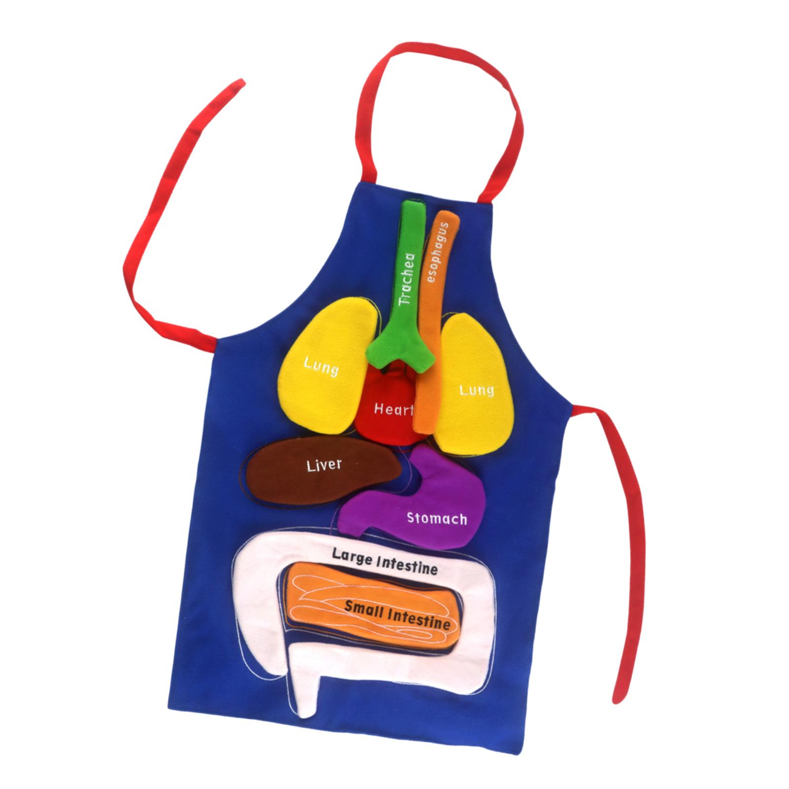 Bothyi - Delantal De Anatomía Delantal De Órganos Educación De La Primera Infancia Para Preescolar Escolar