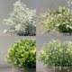thumbnail image 5 of Pack de 4 plantas artificiales PENGYEE para decoración del hogar, 5 of 9