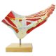 thumbnail image 2 of Modelo de pie Generies de 9 partes con 81 señales digitales, 2 of 7