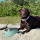 thumbnail image 3 of Cuenco para perros YETI Boomer 8 de acero inoxidable, antideslizante, 1,9 L, Seafoam, 3 of 3