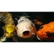 thumbnail image 3 of Tetra Pond Sticks 1680g Alimento Peces Estanque Premium 15l, 3 of 3