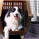 thumbnail image 2 of Kennel Transportador 59xx47x83cm Viaje Paseo Mascota Lau, 2 of 3