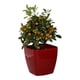 thumbnail image 1 of Macetero autorregante Ida 36, 1 of 2