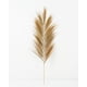 thumbnail image 1 of COLA DE ZORRO NATURAL CAFÉ 110CMS, 1 of 2