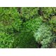thumbnail image 3 of Terrario de musgo Tin Roof Treasure 15 cm × 23 cm, 3 of 9