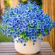 thumbnail image 1 of Flores Artificiales AXYLEX 16 Ramilletes Azules Resistentes a UV, 1 of 9