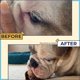 thumbnail image 5 of Pasta antiarrugas con 50 toallitas para bulldogs (francés e inglés), 5 of 9