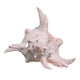 thumbnail image 2 of Adorno De Concha De Caracol Para Acuario, Accesorios De Decoración Para Acuarios, Para Manualidades De Bricolaje, De 9 A 11 Cm, 2 of 5