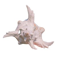 Magideal - Adorno De Concha De Caracol Para Acuario, Decoración Coleccionable Para Pecera, Ideal Para Bodas. 9 A 11 Cm