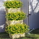 thumbnail image 3 of Flores artificiales Grunyia Eucalyptus, 10 paquetes (amarillas), 3 of 7