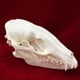 thumbnail image 3 of Calavera de mapache con forma de calavera de animal real de taxidermia para regalo educativo, 3 of 7