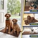 thumbnail image 4 of Felpudo para perros Muddy Mat®, microfibra altamente absorbente, paquete de 3, 4 of 4