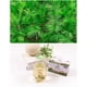 thumbnail image 5 of Té orgánico PALPLUS de agujas de pino, 2 cajas, 50 bolsas, 5 of 5