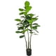 thumbnail image 1 of Árbol Ficus Lyrata Multi-troncos 180cm Artificial, 1 of 3