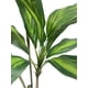 thumbnail image 2 of Planta Decorativa Arbol Dracena 120cm, 2 of 3