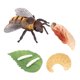 thumbnail image 5 of Modelo De Ciclo De Vida De Animales Realistas Ciclo De Crecimiento De Juguete Juguetes Para Ni?os Abeja, 5 of 5