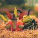 thumbnail image 3 of Kit para hacer calabazas y pavo MorTime Thanksgiving, juego de 8, 3 of 6