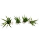 thumbnail image 2 of Macetero Planta, 2 of 3