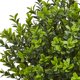 thumbnail image 2 of Planta artificial de madera de boj casi natural de hoja perenne con jarrón blanco, 2 of 5