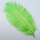 thumbnail image 4 of Venta al por mayor, 10 piezas de plumas de avestruz macho naturales, 25-30 cm/10-12 pulgadas, gran pelusa verde, 4 of 6