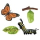 thumbnail image 1 of Juguetes De Enseñanza De Aprendizaje De Educación Infantil De Crecimiento De Mariposa De Naturaleza Realista, 1 of 3