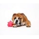 thumbnail image 5 of Juguete para perro Hartz Tuff Stuff Treat Hogging Piglet, 5 of 6