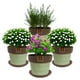 thumbnail image 3 of Set de 4 Maceta Greta 16cm Menta y sus platos, 3 of 3