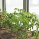 thumbnail image 5 of Plant Stake Support RAIKER, paquete de 12 unidades para tomates, peonías y lirios, 5 of 7