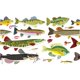 thumbnail image 2 of Vaso Tervis 473 ml Peces y Señuelos – Clásico, 2 of 9