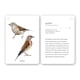 thumbnail image 5 of Fíjate: Pájaros. Guía para iniciar la observación, 5 of 8