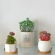 thumbnail image 5 of Planta Decorativa All You Need Love Maceta Blanca, 5 of 5