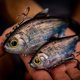 thumbnail image 5 of Camiña artificial 6th Sense Shad Clone 9,5 cm, 5 of 7