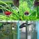 thumbnail image 5 of Alimentador para Acuario AILINDA de Vidrio con Ventosa para Lombrices Rojas, 5 of 7