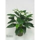 thumbnail image 1 of Planta Decorativa Spatiphilium 89  cm, 1 of 2