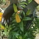thumbnail image 3 of 1 Pair Garden Gloves With Claws, Outdoor Digging Planting Weeding Seed Latex Coating Waterproof Breathable Gardening Tools (Green), 3 of 5
