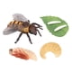 thumbnail image 1 of Modelo De Ciclo De Vida De Animales Realistas Ciclo De Crecimiento De Juguete Juguetes Para Ni?os Abeja, 1 of 5