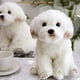 thumbnail image 1 of Perro maltesa de felpa realista, juguetes para perros de cachorro de peluche, para niños de cumpleaños para ad FAONIE FAONIE, 1 of 2