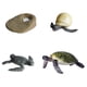 thumbnail image 3 of 4 Uds. Ciclo de Vida de Tortugas Marinas Ciclo de Crecimiento de Animales Marinos Juguetes Educativos Figuras de Animales Juguetes para Niños Pequeños, 3 of 5