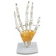 thumbnail image 2 of Modelo De Articulación De Mano De Tama?o Real, Modelo De Anatomía Humana, Herramientas De Aprendizaje Para Ni?os, 2 of 5