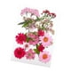 thumbnail image 5 of Kits De Hojas Secas De Flores Prensadas Secas Para álbumes De Recortes, Sobres, Marcadores, Mezcla Rosa, 5 of 5
