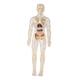 thumbnail image 3 of Aprendizaje Del Modelo De Cuerpo Humano Muestra Biología Humana Realista Para Los Grados 8+ Transparente, 3 of 5