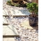 thumbnail image 5 of Rocas decorativas de río blancas de 2,27 kg para interiores y exteriores, 5 of 9