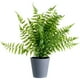thumbnail image 1 of Planta Decorativa Helecho Artificial, 1 of 4
