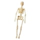 thumbnail image 5 of Human Body Model Display Education Tool Biología Humana Para La Educación En El Hogar 8+ Esqueleto, 5 of 5