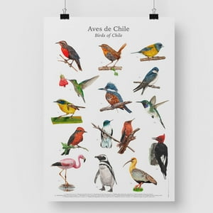 Bendito - Afiche Aves De Chile 50X70 Cms.