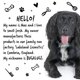 thumbnail image 4 of Shampoo para perros BUGALUGS Luxury 2 en 1 Papaya y Coco 500 ml, 4 of 9