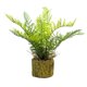 thumbnail image 1 of Planta Decorativa Helecho Rustico 36 cm, 1 of 1